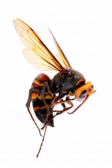 ハチに刺された対処法と、スズメバチに刺されない方法は？
